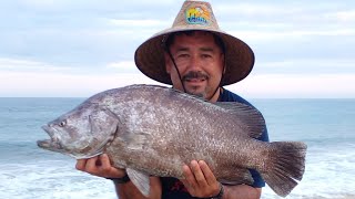 PESCA  /Tripletail fish / San Jose Del Cabo / LOS CABOS