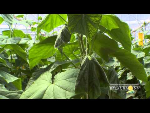 Video: Problemas con las plantas de pepino: ¿es seguro comer pepino blanco?