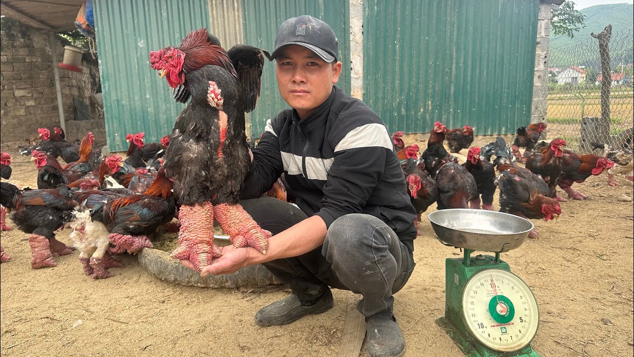 Ферма по выращиванию кур свободного выгула — как вырастить здоровых кур — ферма Tiep nhan