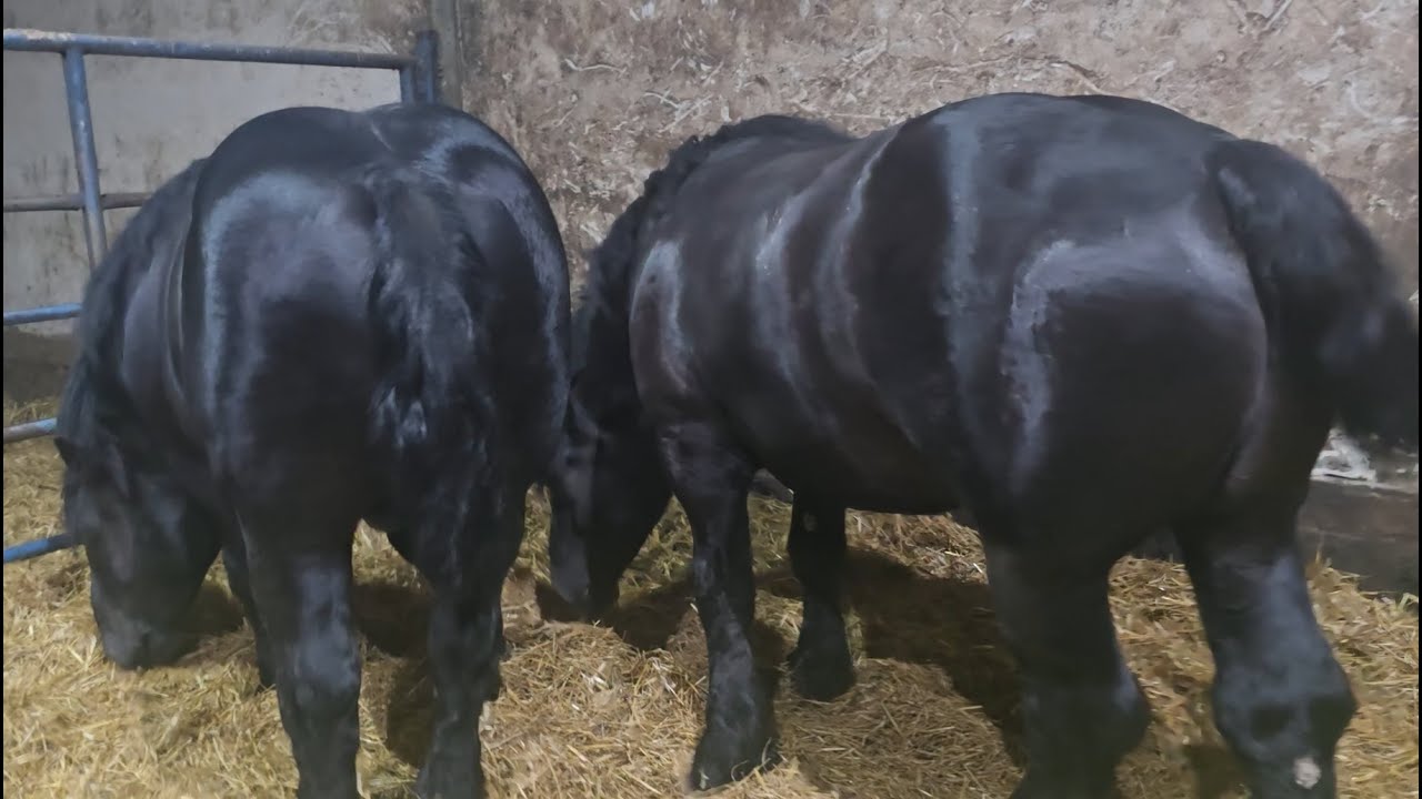 Vranci širi nego što su viši, konji bageri