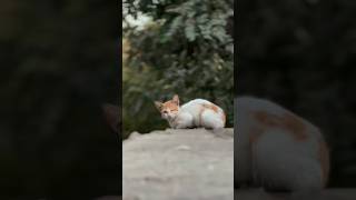 #documentary #film #cat #photography #dayinmylife #lifeisbutadream #jerusalem #2026