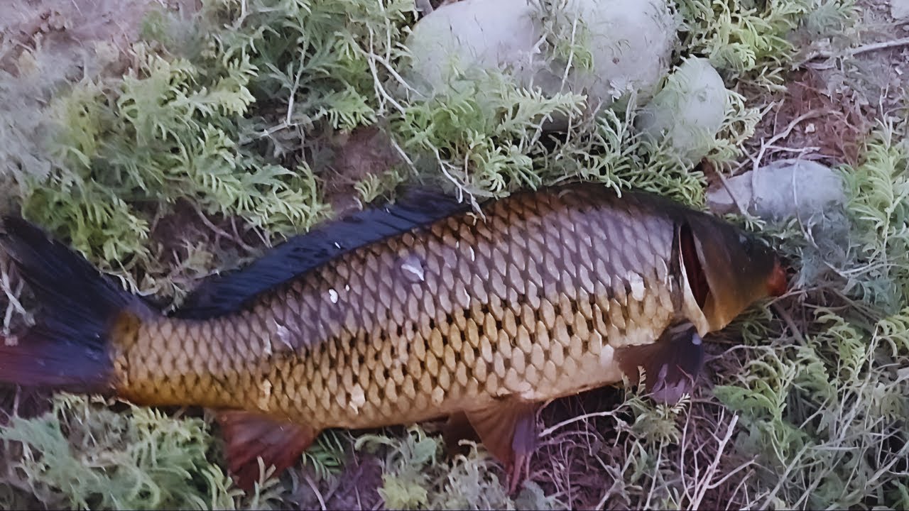 ЛОВЛЯ САЗАНА В РЖАВОМ КАНАЛЕ (НОВИНКА)