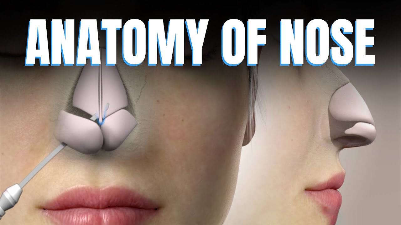 Lateral Wall Of Nose Vestibule Choanae And Medial Septum Lateral Wall Of Nose Vestibule Choanae And Medial Septum