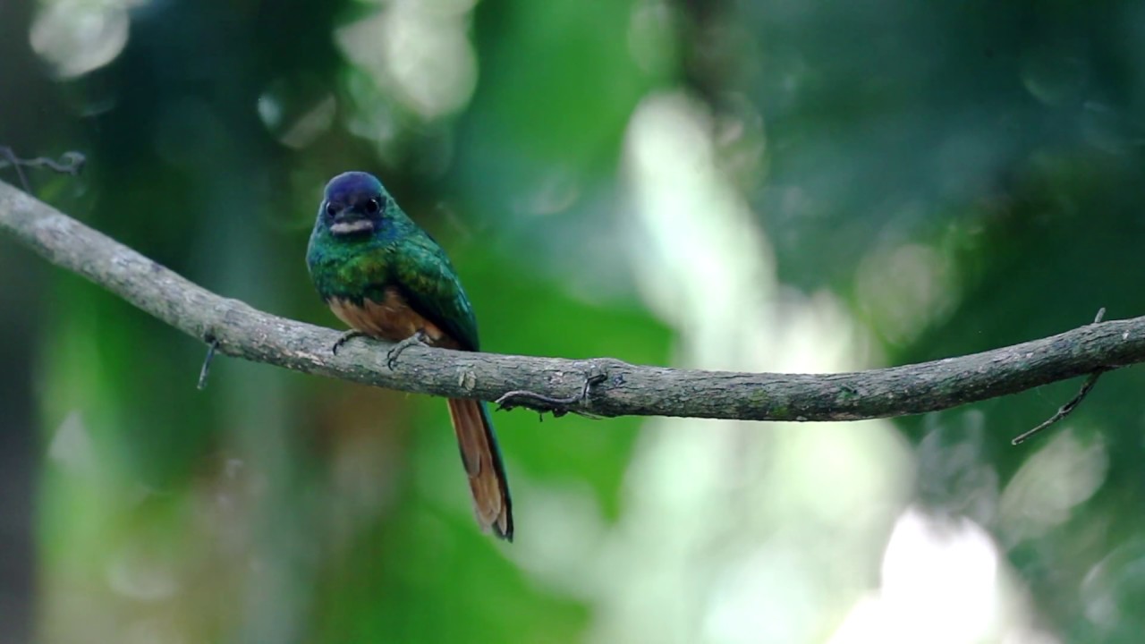 Rufous tailed Jacamar