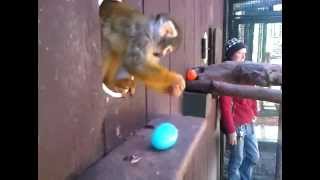 Squirrel Monkey Easter Egg Hunt