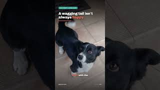 A Wagging Tail Doesn't Always Mean Happy | Dog Tail Language