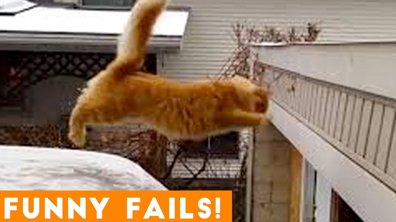 TRY NOT to LAUGH Animals FUNNY PET FAILS Compilation  2019 | Epic Pet Videos & Moments