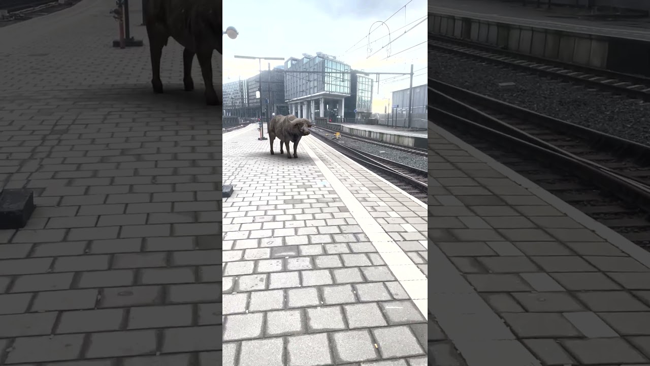 a cow in Amsterdams train station 