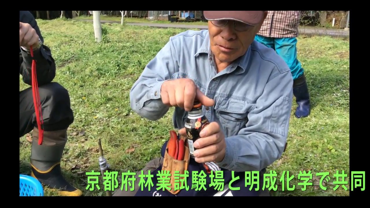 楽しい林業シリーズ（京都丹波栗の名人達による接木）