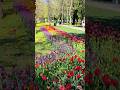 Lively Cluj  💓 #spring #tulip #clujlife #kolozvar #travel #walking #park #clujnapoca #flowers