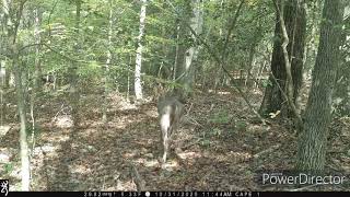 Deer Scrape Cam Pic up