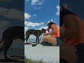 Live Mad beach #sawyer #lovelife #rescuedog #lifesaver #angel #cottonsweetcotton