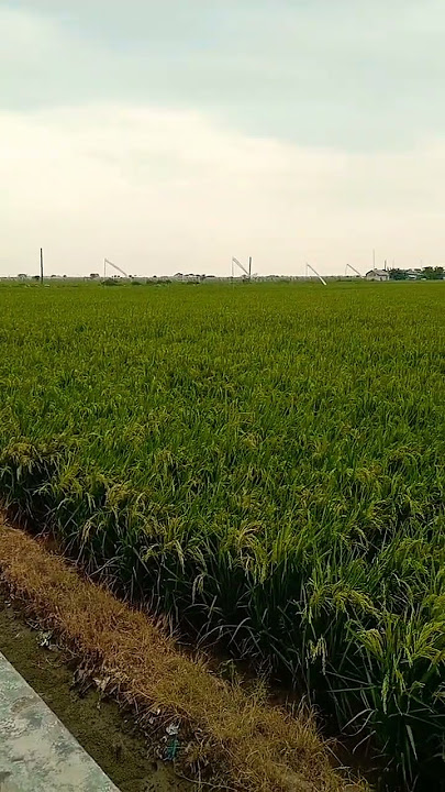 Download lagu topik timur kidung cirebon #cover #petani