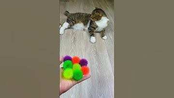 Cat Barsik Balls 🌈⭕ Reverse video #cat #funnyreversecat #reverse