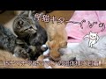【キャリーをあけてみた】可愛い子猫が15匹以上⁉️~シェルターにやってきた15チマチマ&5ママン①