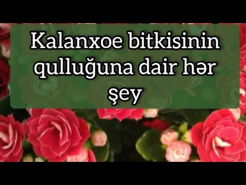 Video: Kalanchoe: Evdə Qulluq