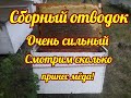 ВЫ НЕ ПОВЕРИТЕ, НО В СБОРНОМ ОТВОДКЕ МЕДА......))))