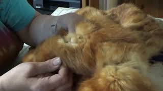 Download Lagu Take Care of Your Fur! MP3