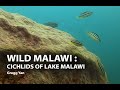 Wild Cichlids of Lake Malawi