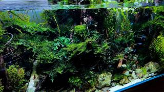 Real Sounds of Aquascaping: 150-Day 120cm Tank Build ASMR | Start to Finish