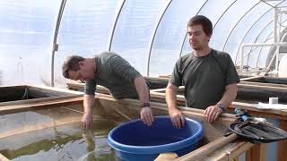 Bowling and Examining Your Koi screenshot 5