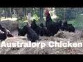 Chicken Breed Analysis: The Australorp