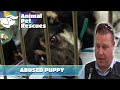 The spca battles to save this neglected puppy  mini episode  animal house