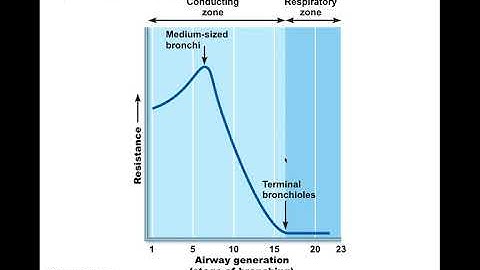 Chapter 22 Respiratory System Part 2