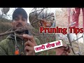 Pruning tips  pruning apple trees  how and when to prune  best way to prune apple trees