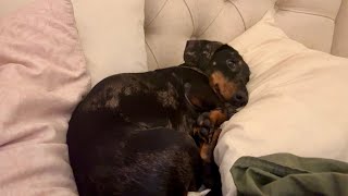 AN AWFUL DILEMMA FOR MINI DACHSHUND by Theo the Dachshund 6,650 views 1 month ago 2 minutes, 46 seconds