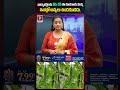 భార్యాభర్తలను వేరు చేసే ఈ కూరగాయ మొక్క ఇంట్లో అస్సలు ఉండకూడదు | Popular TV