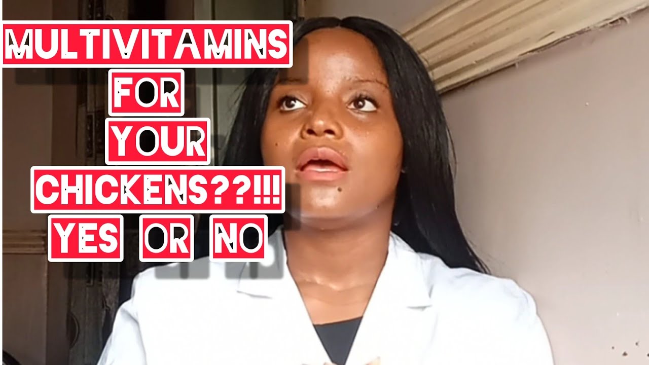 Multivitamins for Chickens. Yes or No? birds poultry poultryfarming