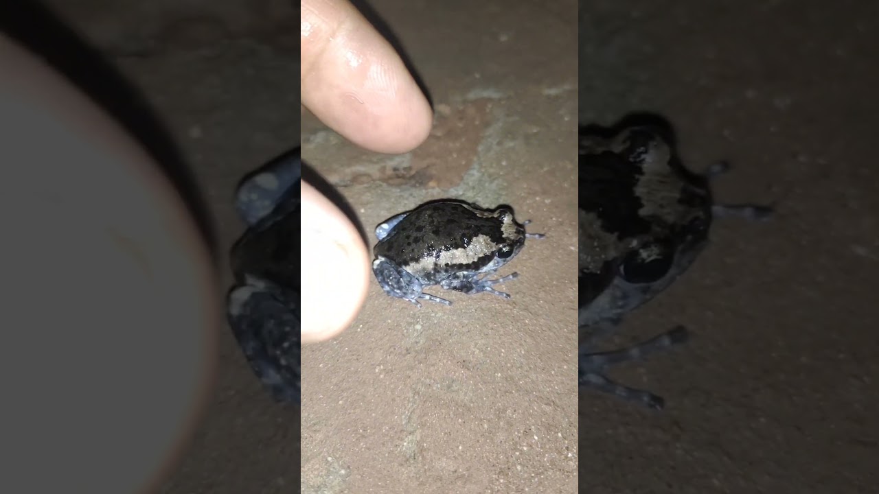 The frog bounces and jumps and runs around. 