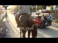 اكسجين |زفة بلدى بالخيل تقطع الطريق العام من باب التفاخر بدار السلام