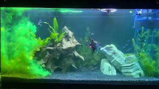 Aplicação De Labcon Ictio E Aqualife Para Tratamento De Íctio Nos Peixes Do Aquário