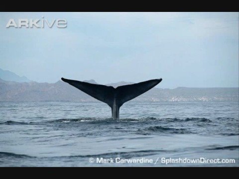 Fin Whale Call