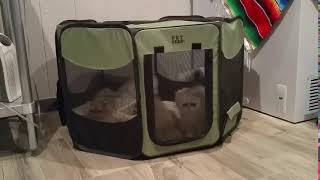 Persian Cats Sale in Argyle, TX