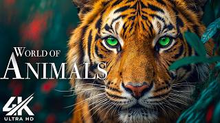 4K African Wildlife Amazing Wildlife Of Zimbabwe Hwange National Park | Beautiful Relaxing Music