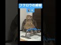 フクロウが怒ると Angry Owl Shorts Owl フクロウ Owlhouse フクロウのいる暮らし ベンガルワシミミズク Pet Pets Owls もふもふ フクロウが怒ると Angry Owl Shorts Owl フクロウ Owlhouse フクロウのいる暮らし ベンガルワシミミズク Pet Pets Owls もふもふ