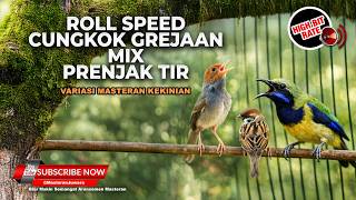 🔴 Live Roll Speed Cucak Cungkok Grejaan Sambung Prenjak Betina Tir Panjang Kesukaan Juri