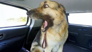 When Dogs And Cats Get Scared Hilarious Reactions Caught On Camera