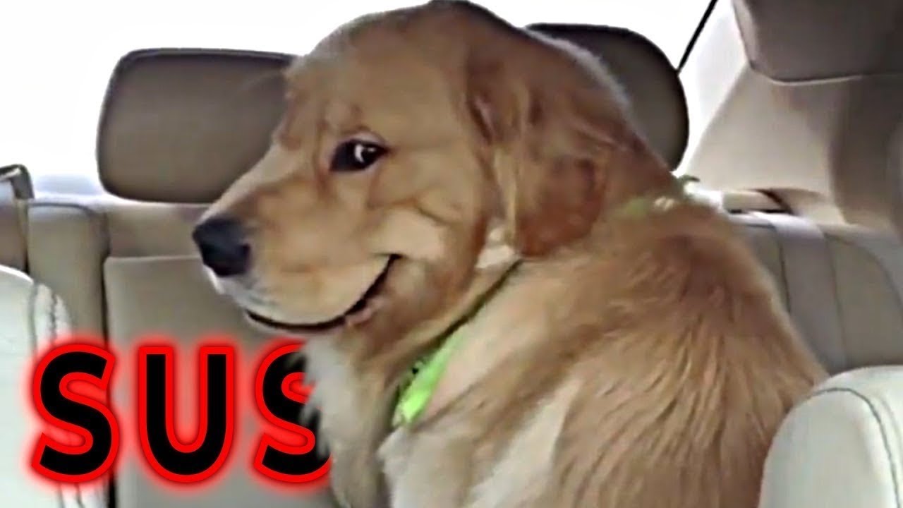 Sus Dog - YouTube