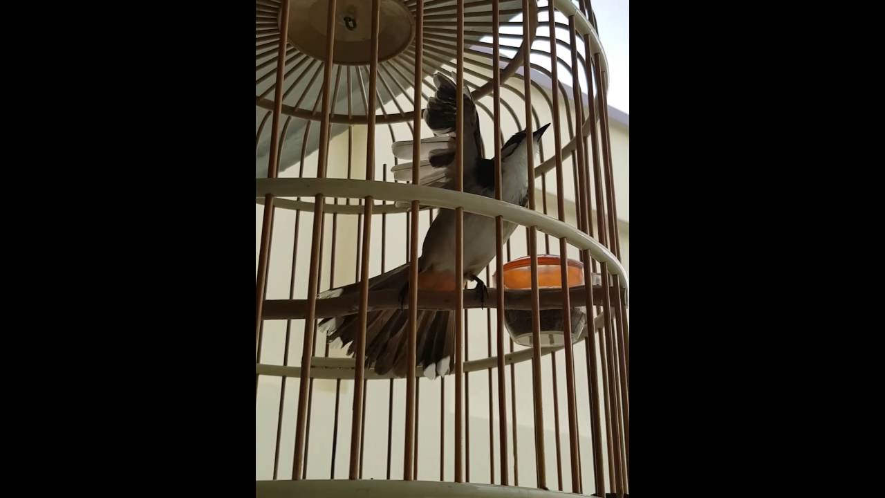 Sg bird. young jambul form coming bck p1