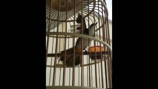 Download Lagu Sg bird. young jambul form coming bck p1 MP3