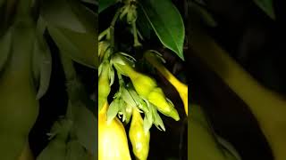 Bunga malam yang di incar para lelaki