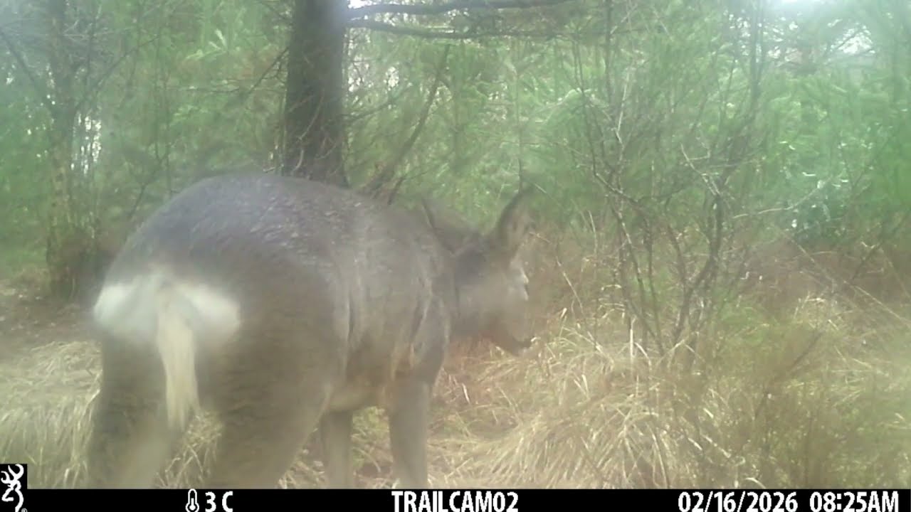 Third Week of February 2026 pt 1: 15-17 February