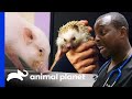 A Pig and a Hedgehog Get Their Health Check Ups! | The Vet Life