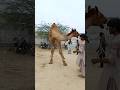 أظهر الجمل للناس سر الفريد أظهر الجمل للناس سر الفريد