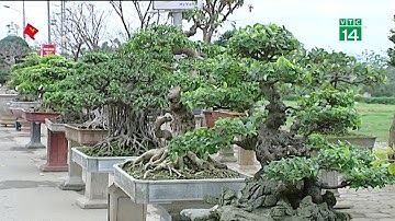 VTC14 | Hàng ngàn cây cảnh tiền tỷ hội tụ tại Triển lãm sinh vật cảnh Hà Nội