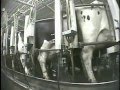 Mercy for animals  new yorks largest dairy farm investigation